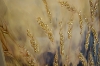 Picture of 357-005 Decorative Wall Art with Golden Frame (15.5"×23.5") - Wheat Ear 