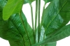 Picture of 353-002 Artificial Green Traveler's Palm Plant - H59"