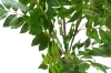Picture of 353-009 Artificial Green Lacquered Wood Plant - H67"