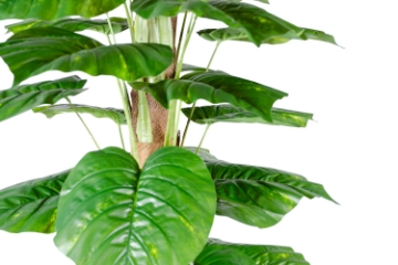 Picture of 353-013 Artificial Green Pothos Plant - H67"