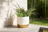Picture of ARTIFICIAL PLANT 280 with Vase (5.5" x 14")