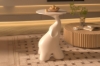 Picture of [FLOOR MODEL CLEARANCE] PEPPY Elephant Design Side Table/Sculpture